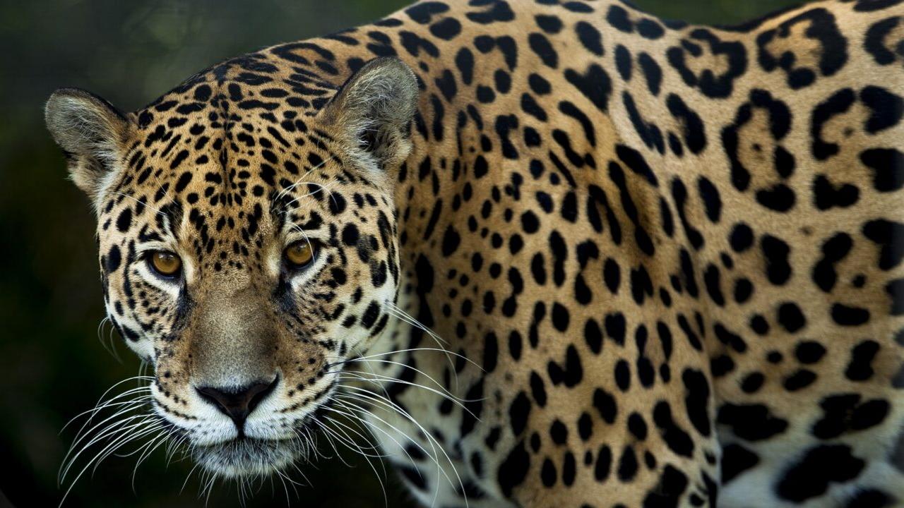 El jaguar se encuentra en peligro de extinción (Imagen ilustrativa).