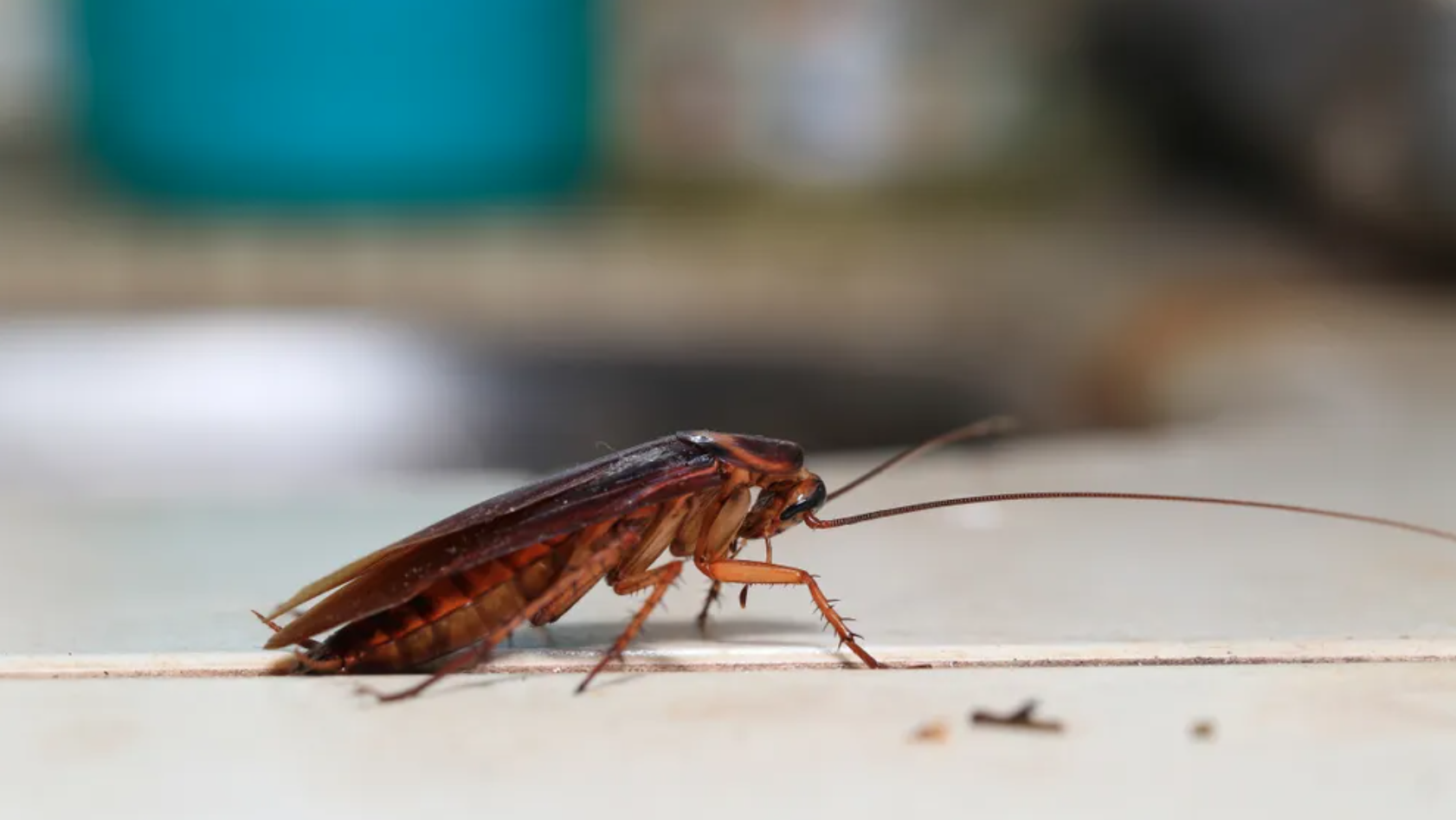 Enterate cómo eliminar esta plaga de tu casa.