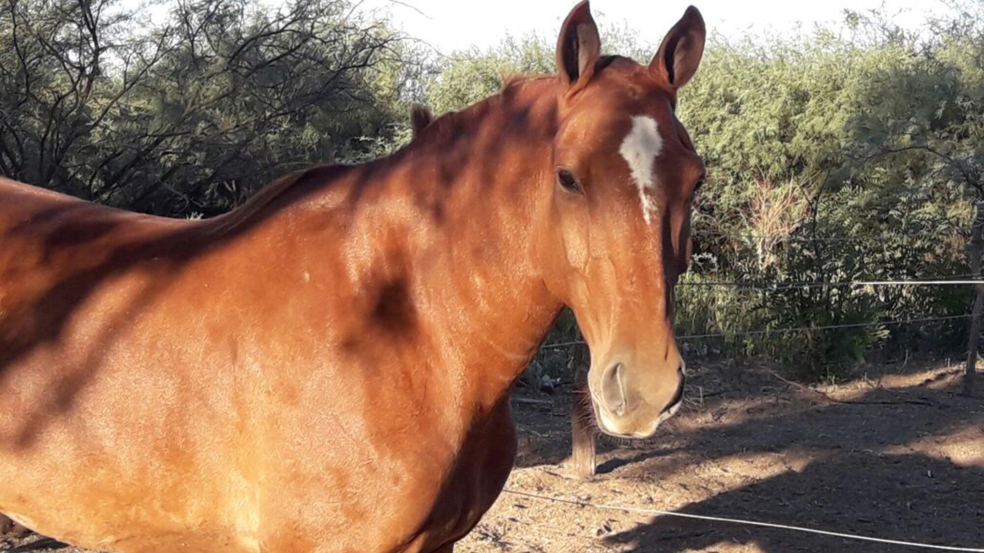 La foto de un caballo desencadenó un conflicto entre dos vecinos (Imagen Ilustrativa).   