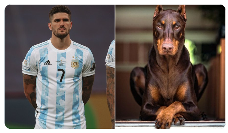 Los futbolistas argentinos del Mundial Qatar 2022 comparados con perros son furor en las redes sociales (Twitter/@valentingomez11). 