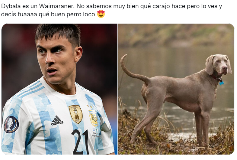 Los futbolistas argentinos del Mundial Qatar 2022 comparados con perros son furor en las redes sociales (Twitter/@valentingomez11). 