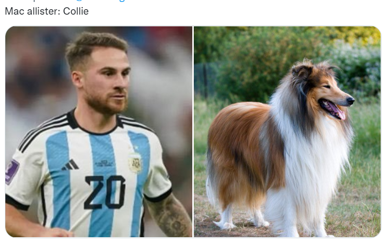 Los futbolistas argentinos del Mundial Qatar 2022 comparados con perros son furor en las redes sociales (Twitter/@valentingomez11). 