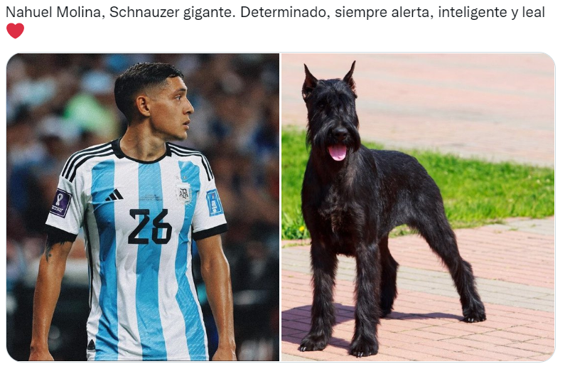 Los futbolistas argentinos del Mundial Qatar 2022 comparados con perros son furor en las redes sociales (Twitter/@valentingomez11). 