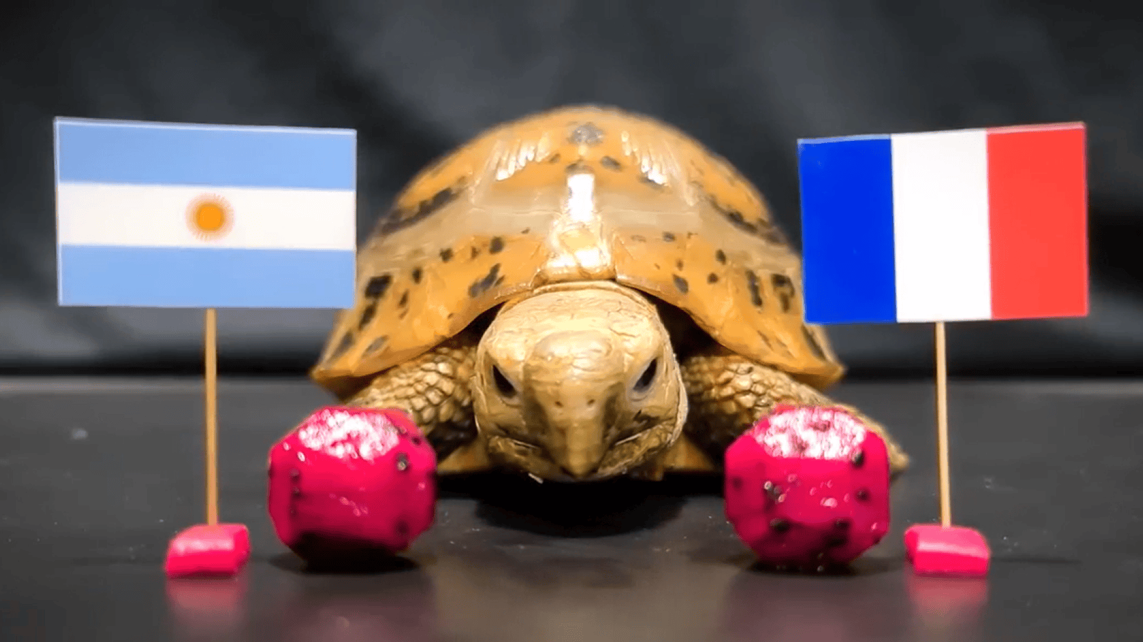 La predicción que hizo una tortuga francesa de la final del Mundial de Qatar 2022.