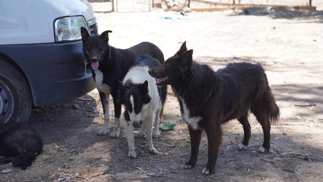 Animales rescatados ya pueden ser adoptados, informó la Municipalidad de Escobar.