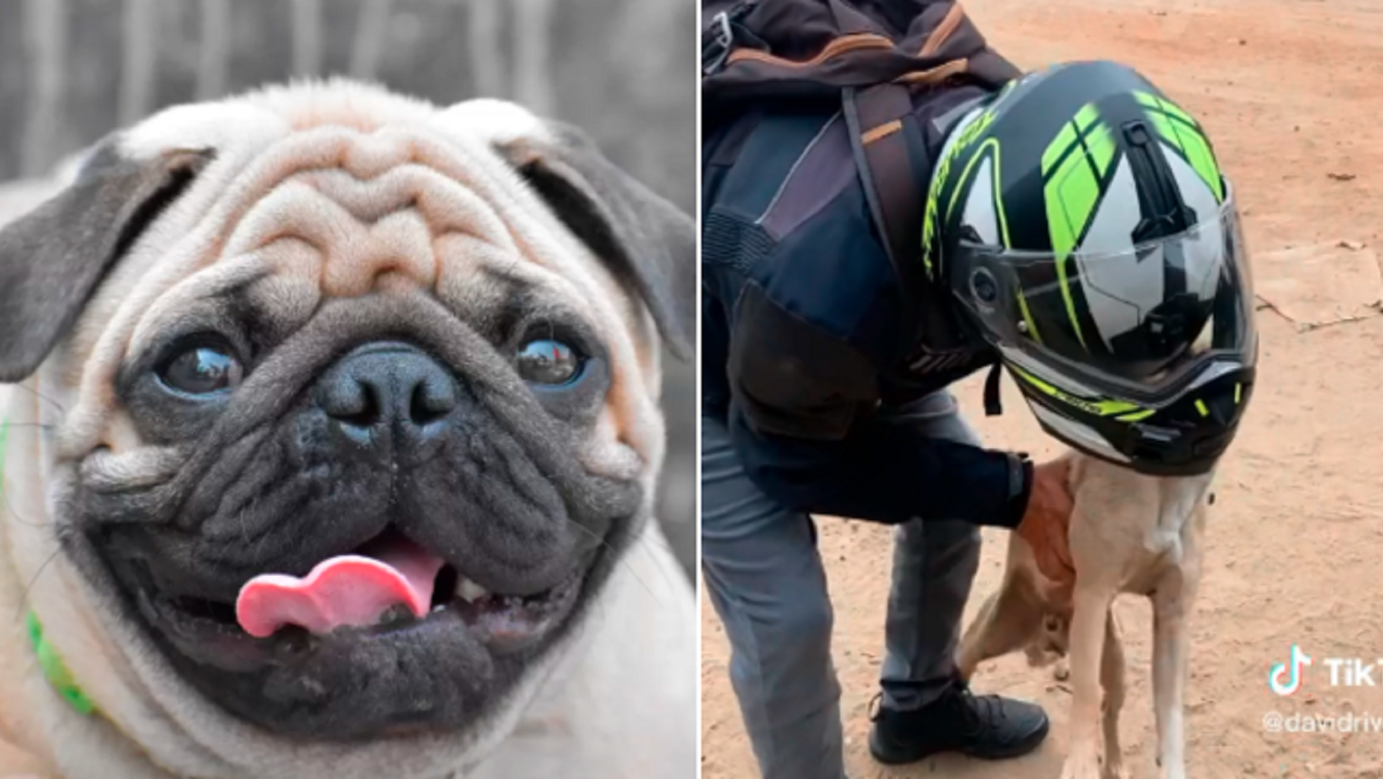 Creyó haber comprado un perro de raza pug, pero cuando el pichicho creció se llevó una enorme sorpresa.