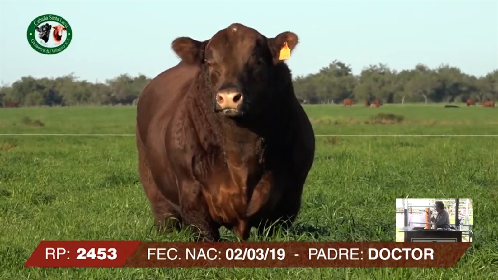 Los cálculos biliares bovinos son un negocio sumamente rentable y, por momentos, su precio por gramo puede incluso llegar a superar el del oro.