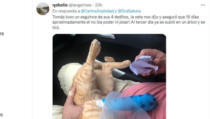 Respuesta al tuit viral de un gato.