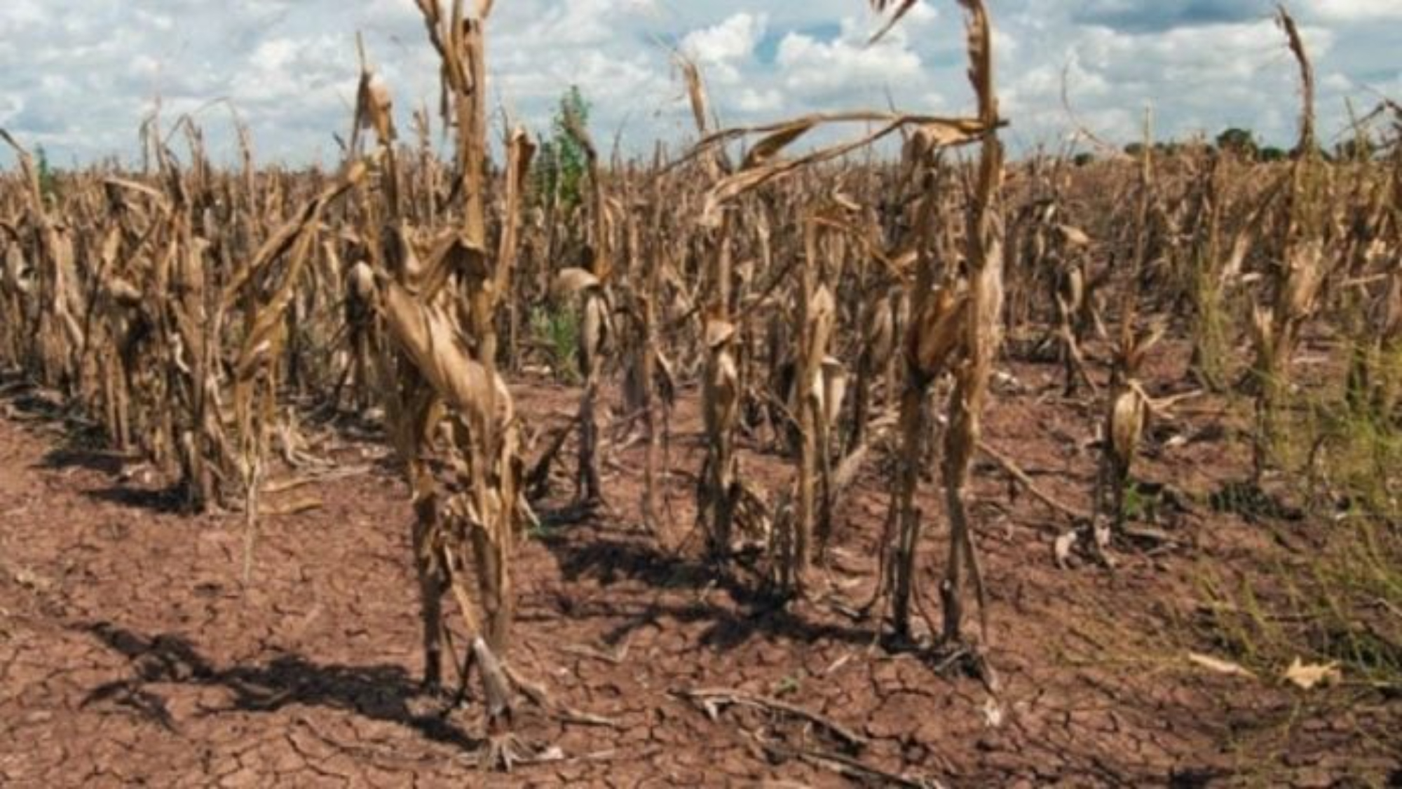 Gran parte de los cultivos están perdidos por la falta de agua (gentileza Misiones On Line).