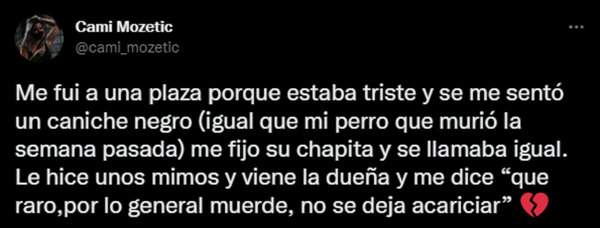 El tuit viral de la joven que contó la secuencia que vivió con un perro igual al suyo.