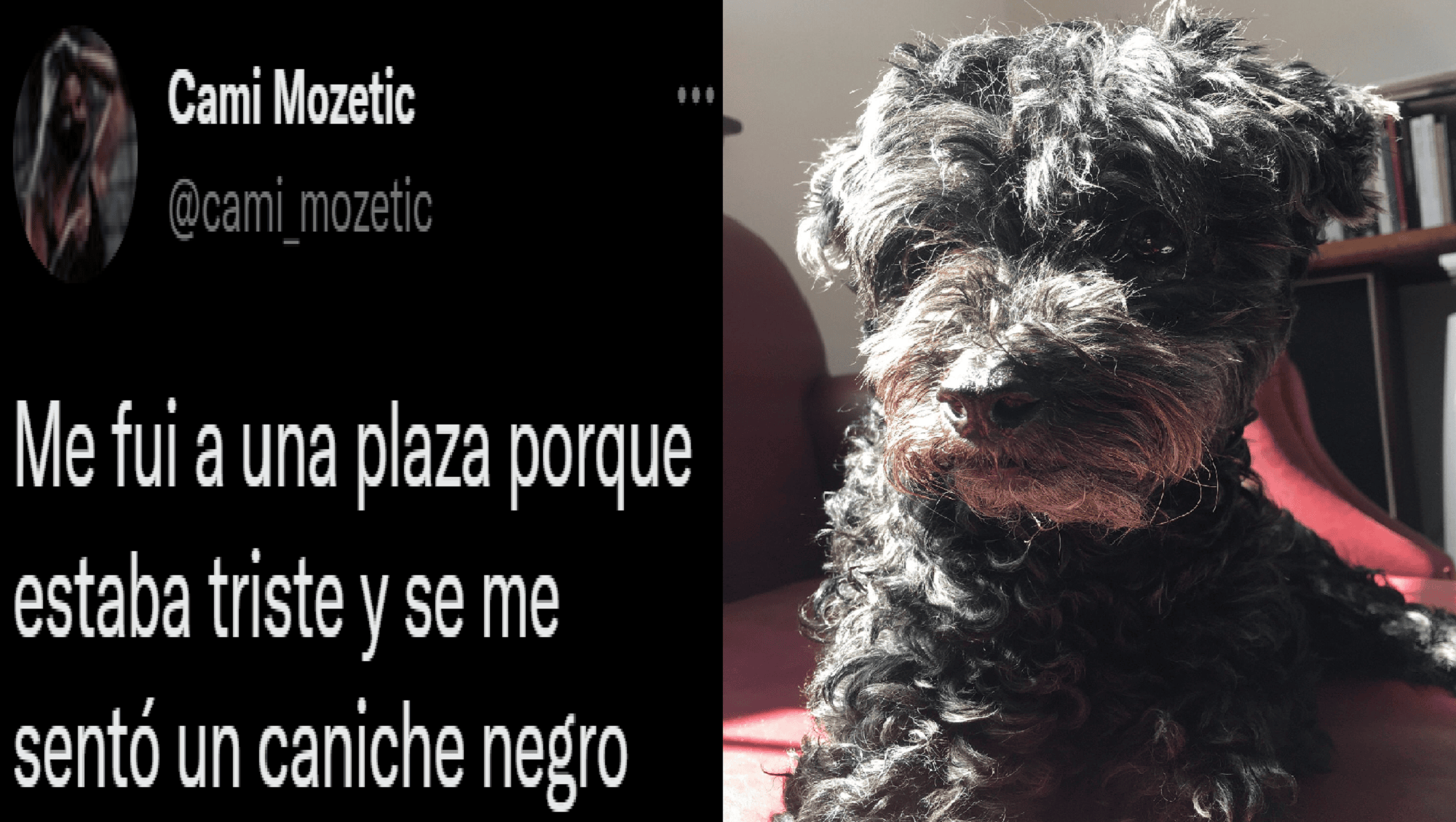 Una joven usuaria de Twitter contó la emotiva experiencia que tuvo con un caniche.