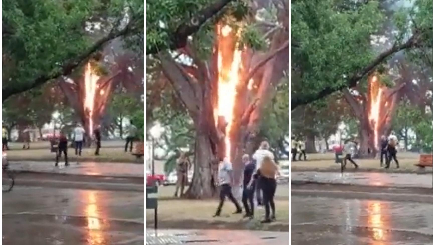 Un árbol se prendió fuego en Lincoln.