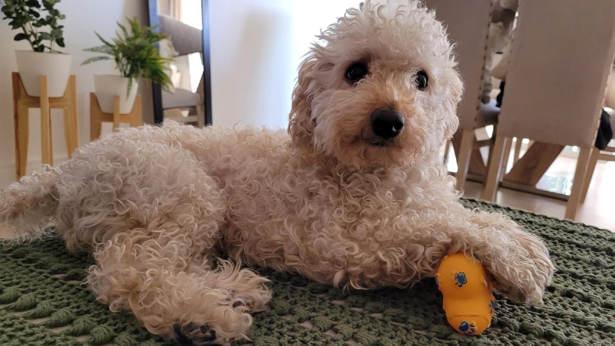 Un perro tuvo un cambio de look inesperado.