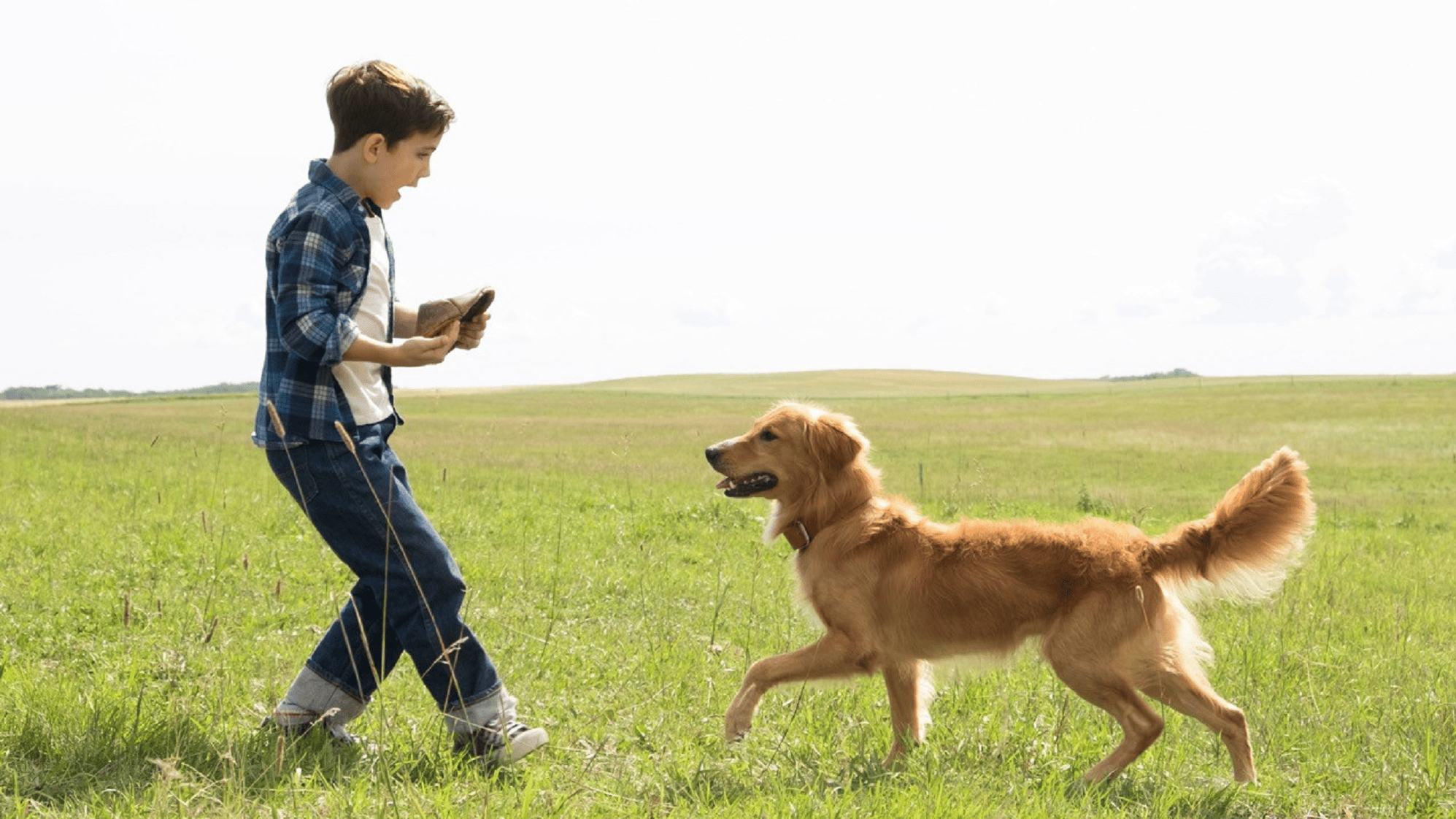 Netflix tiene en su catálogo una película muy sentimental sobre la historia de un perro.