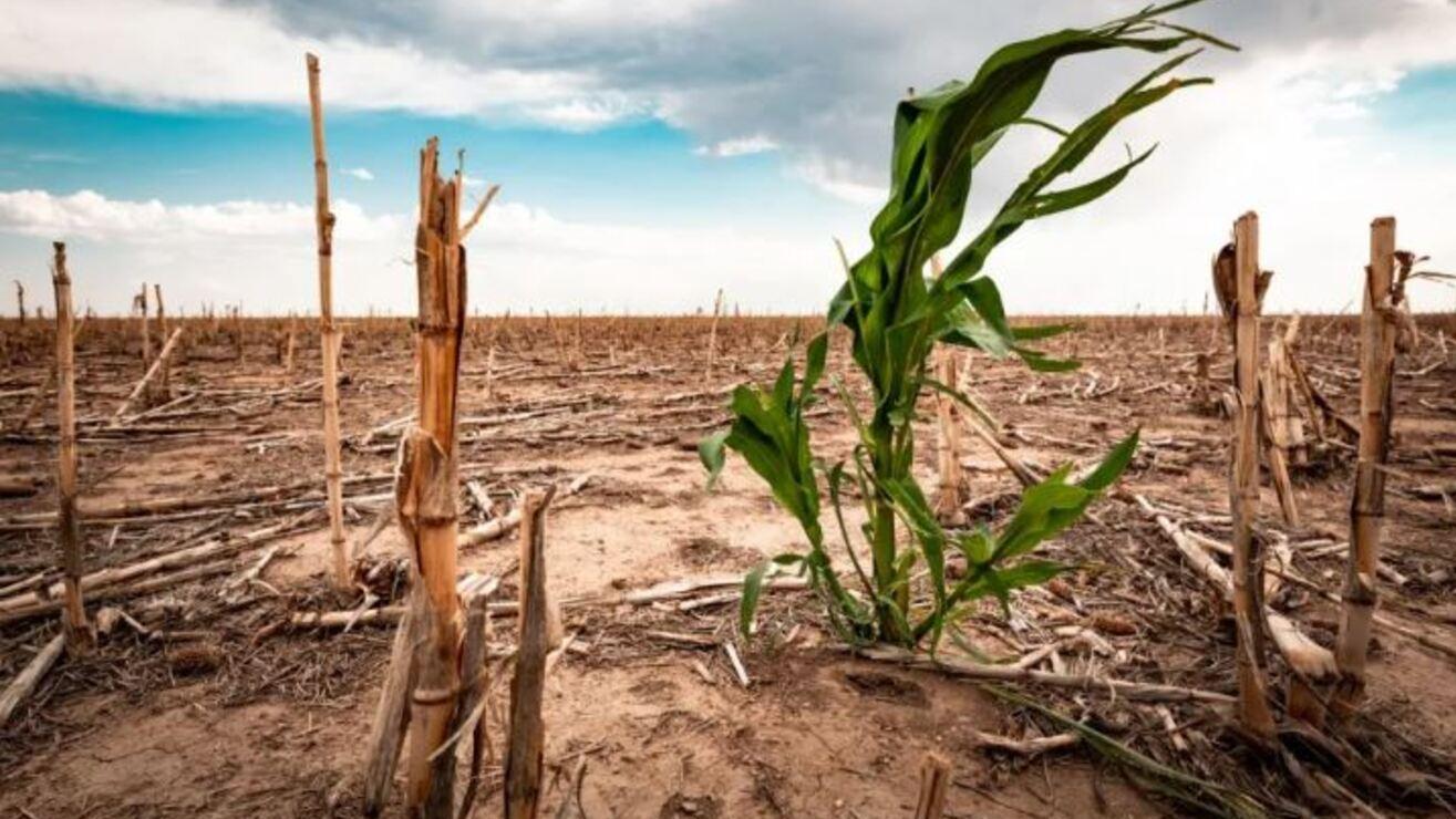 La sequía produjo fuertes daños a la producción agrícola que repercutirán en toda la economía.