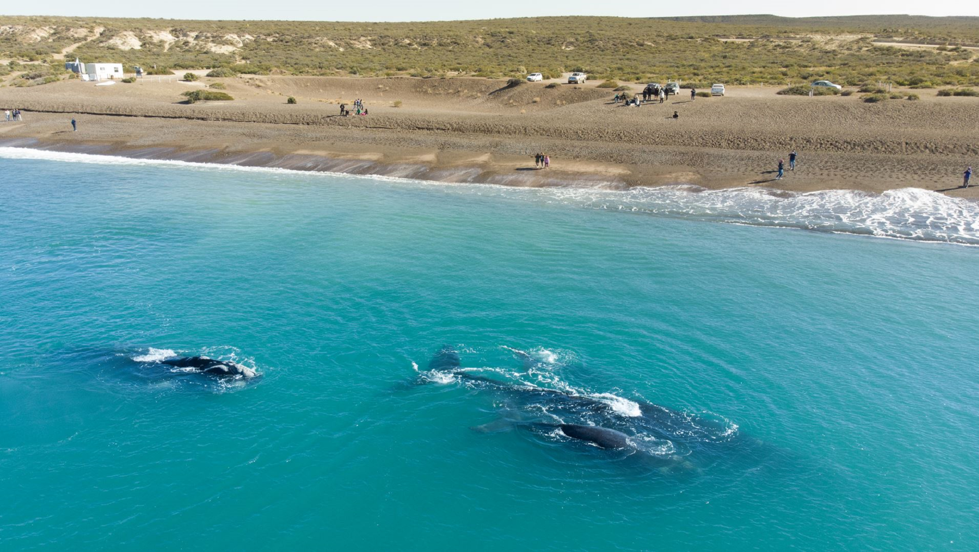 Las Canteras: la playa agreste de Puerto Madryn que tenés que conocer.  