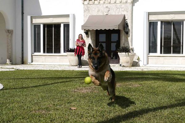 Gunther, el perro más rico del mundo