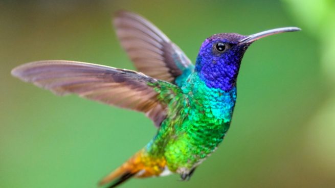 Colibri es un género de aves apodiformes pertenecientes a la subfamilia de los troquilinos. 