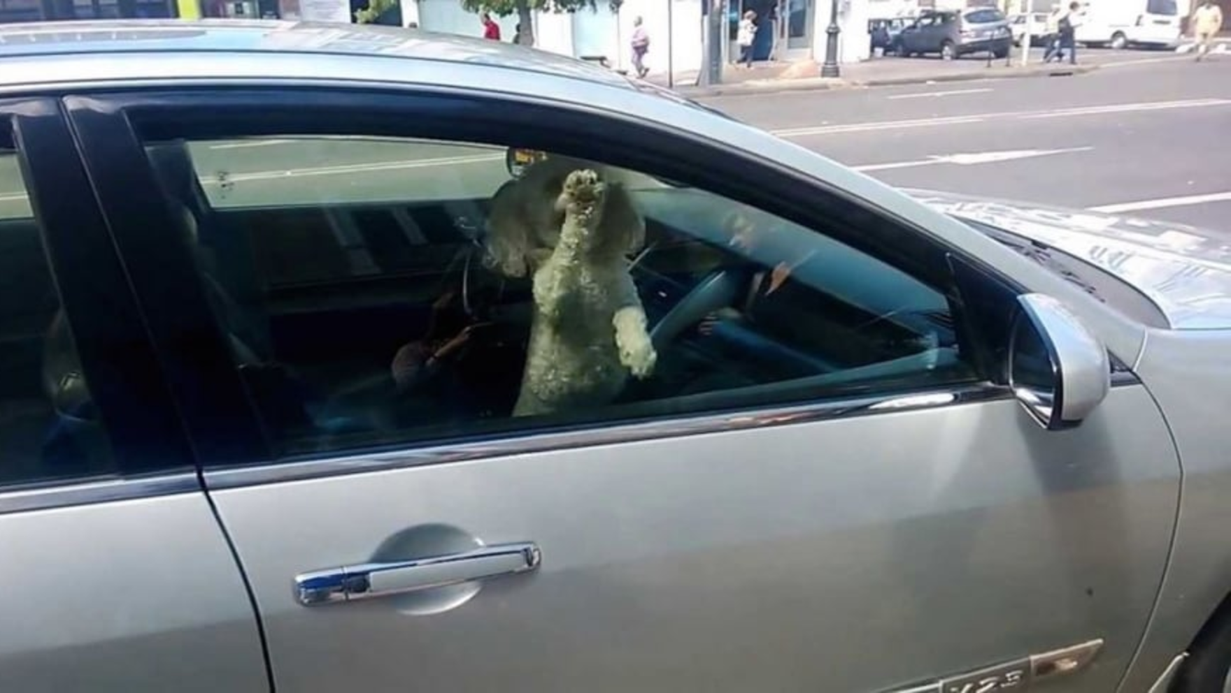 La dueña regresó tres horas después de haber dejado al perro encerrado.