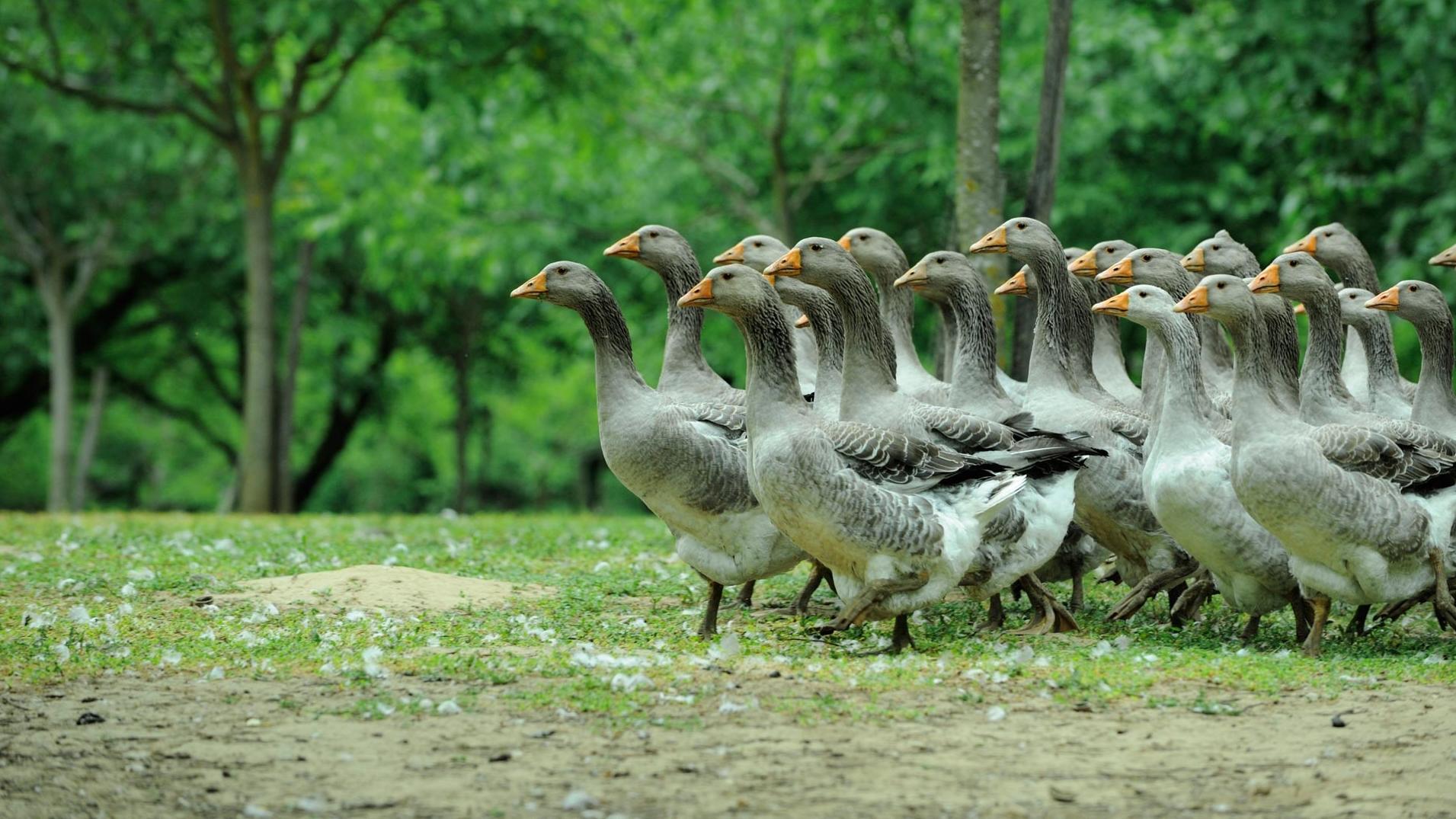 Las aves muertes pertenecen al género de los patos silvestres (Imagen ilustrativa).