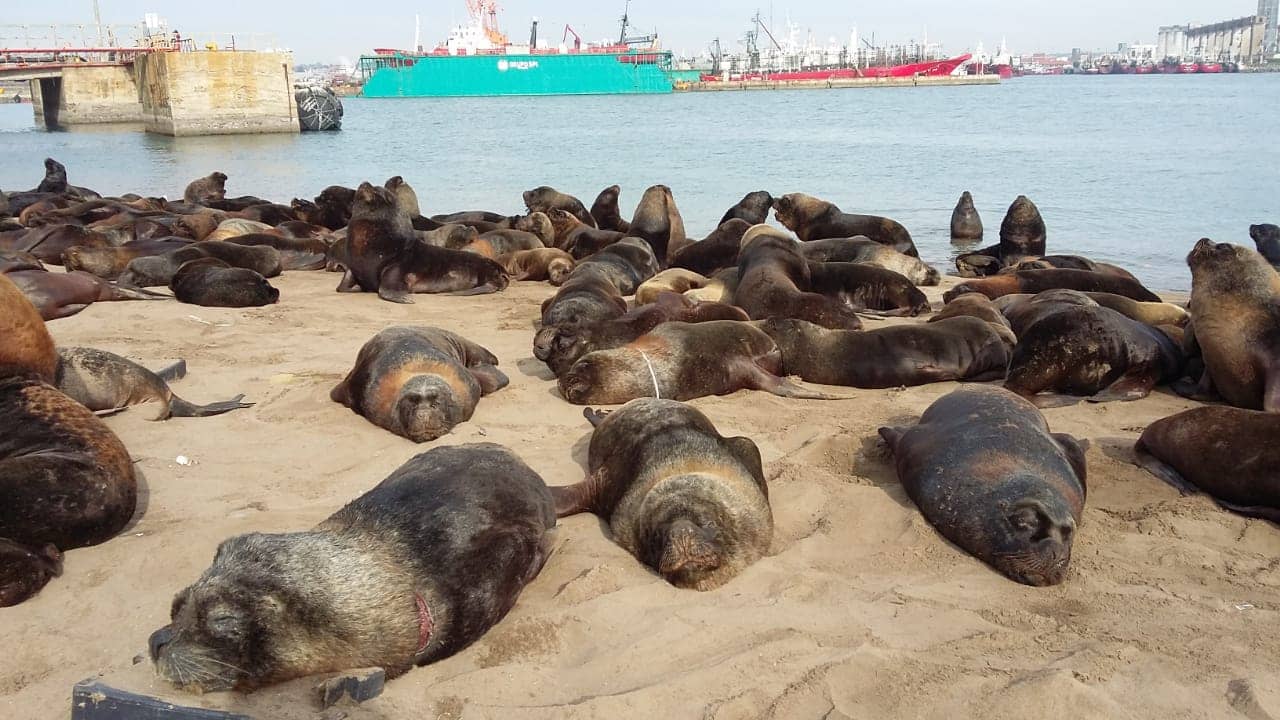  Piden que la gente no tome contacto con los animales que frecuentan el Puerto de Mar del Plata y sus inmediaciones.