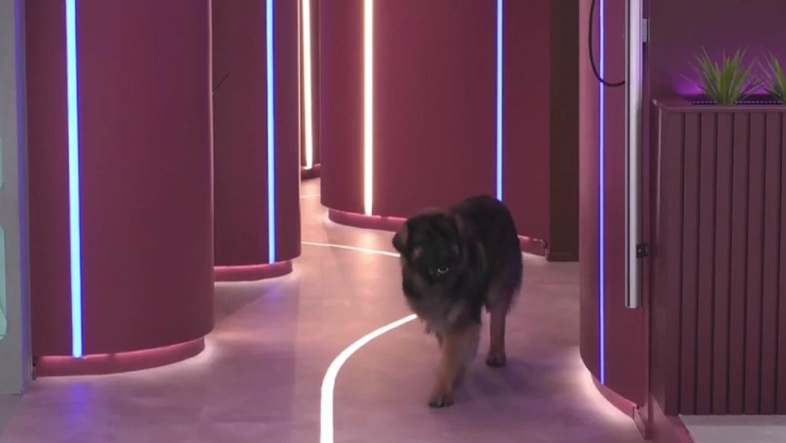 El despiadado desafío que le hicieron vivir a una participante de “Gran Hermano” Bélgica con su perro: “Prefiero quedar eliminado”