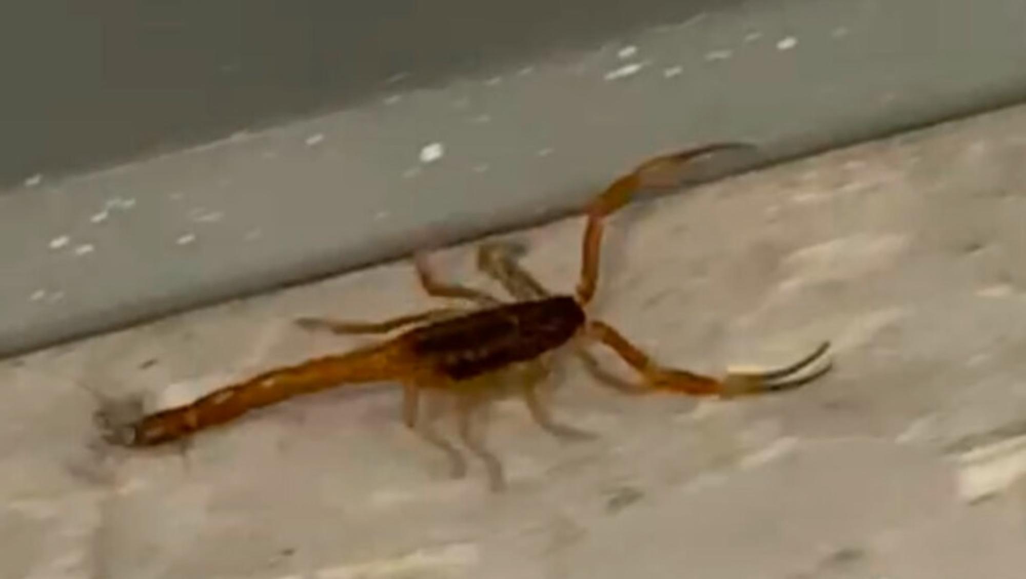 Uno de los alacranes hallados en la escuela porteña del barrio de Palermo (Captura de video).