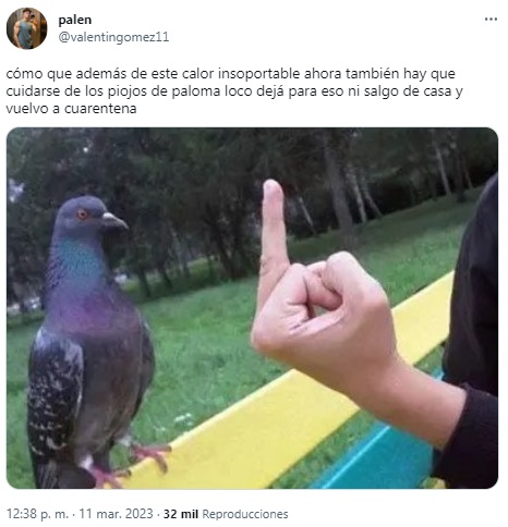 Los mejores memes tras la invasión de bichos negros en el   <a href='https://www.cronica.com.ar/tags/AMBA'>AMBA</a> (Twitter)