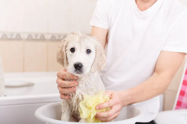 Algunos 'tips' para bañar a tu perro correctamente.