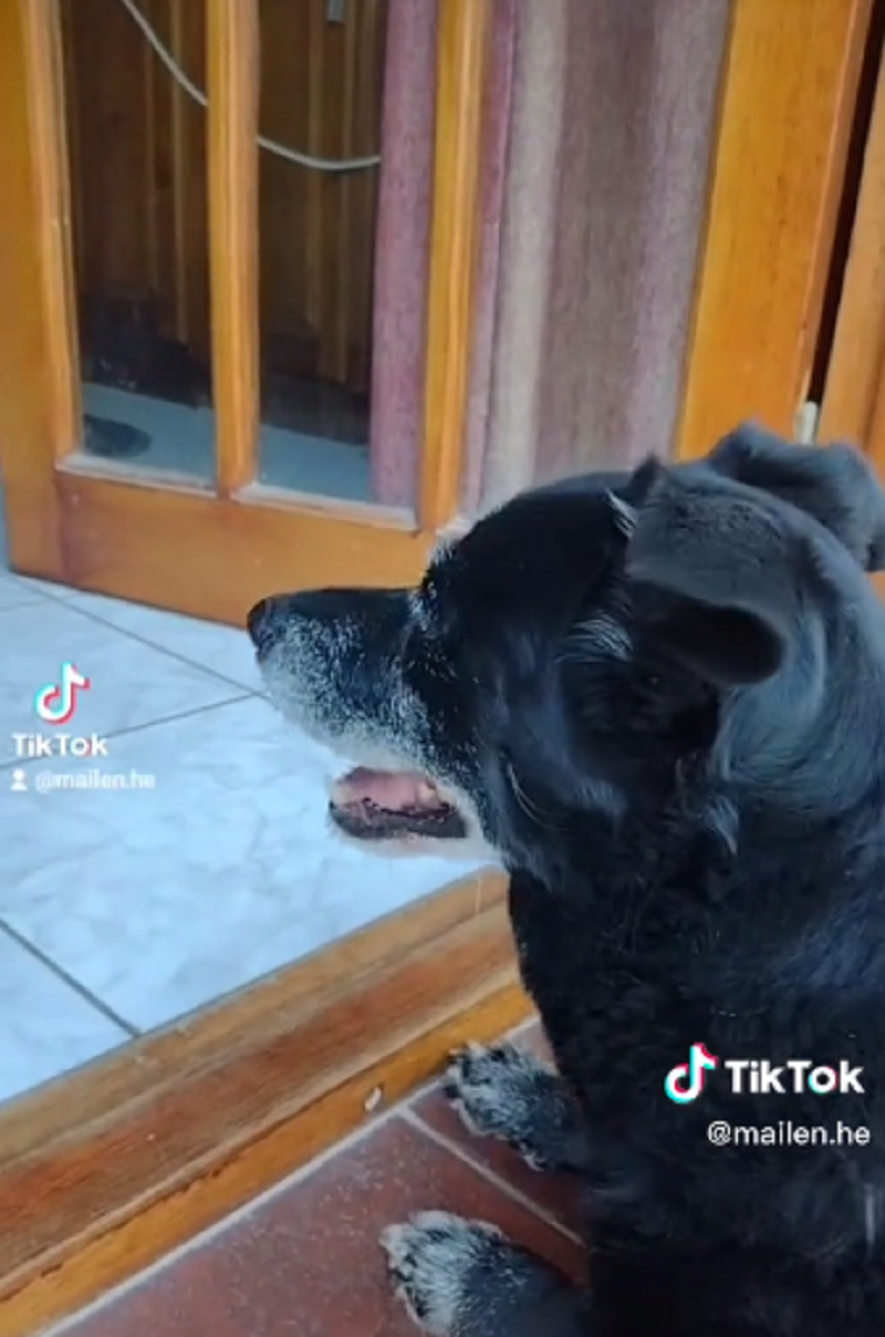 Perro 'abandonado' por sus padres es viral (TikTok/@mailen.he).