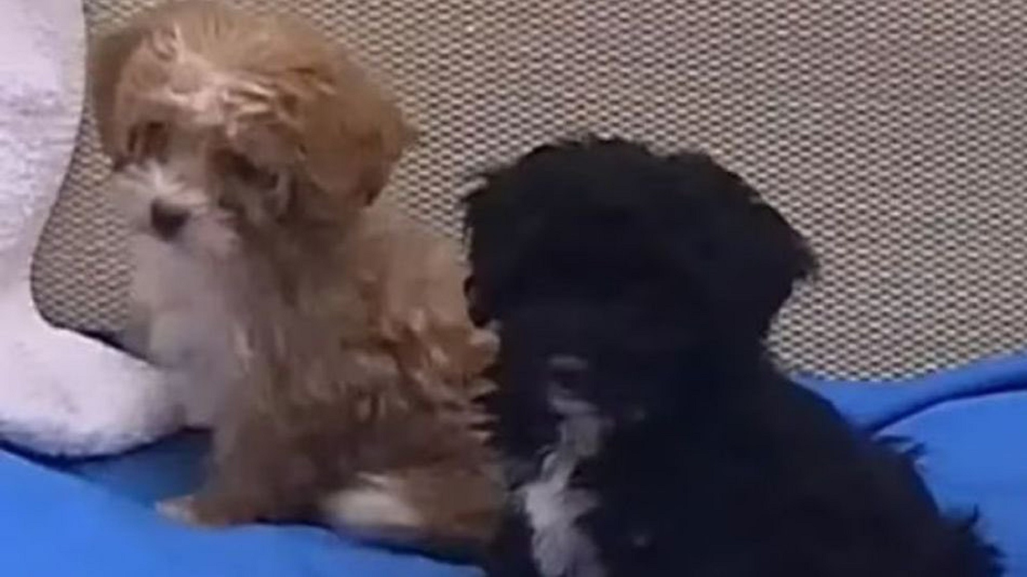 Los hermanitos cachorros fueron separados en Gran Hermano.