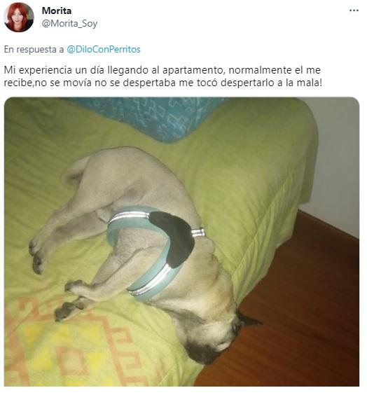 La reacción de los usuarios en Twitter tras ver al perrito que se hizo el muerto.