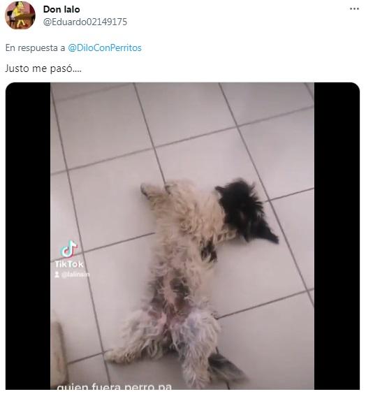 La reacción de los usuarios en Twitter tras ver al perrito que se hizo el muerto.