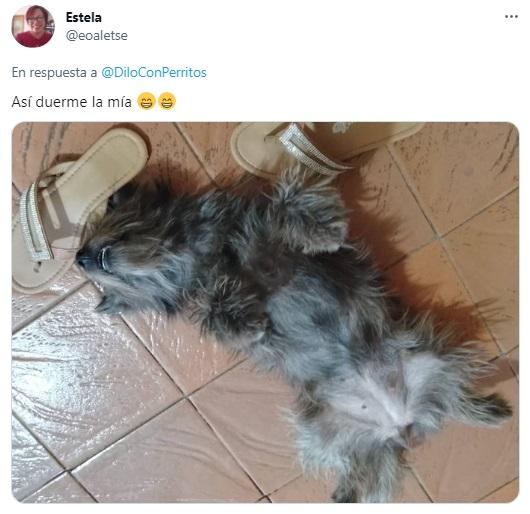 La reacción de los usuarios en Twitter tras ver al perrito que se hizo el muerto.