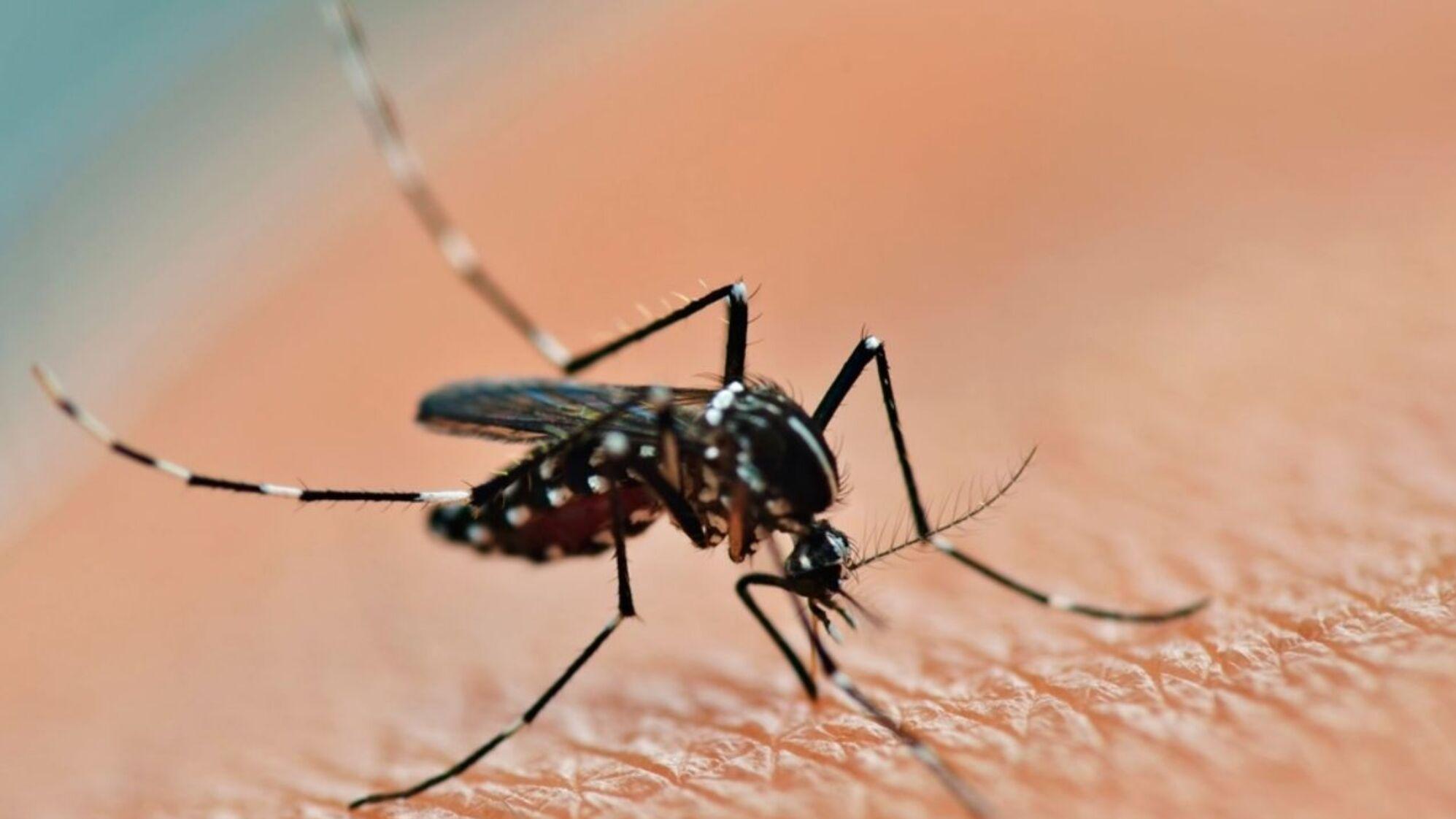 Advierten sobre un aumento sostenido de casos de dengue en Argentina (Télam/Archivo).