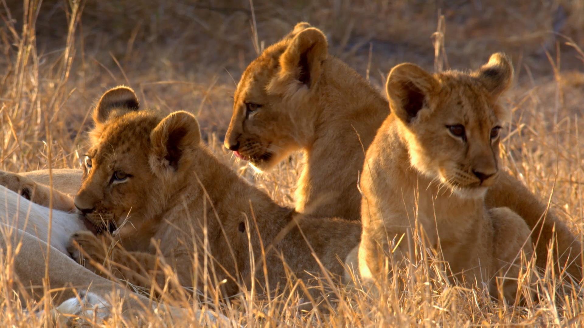 Gorongosa: Paradise Reborn, especial de National Geographic.