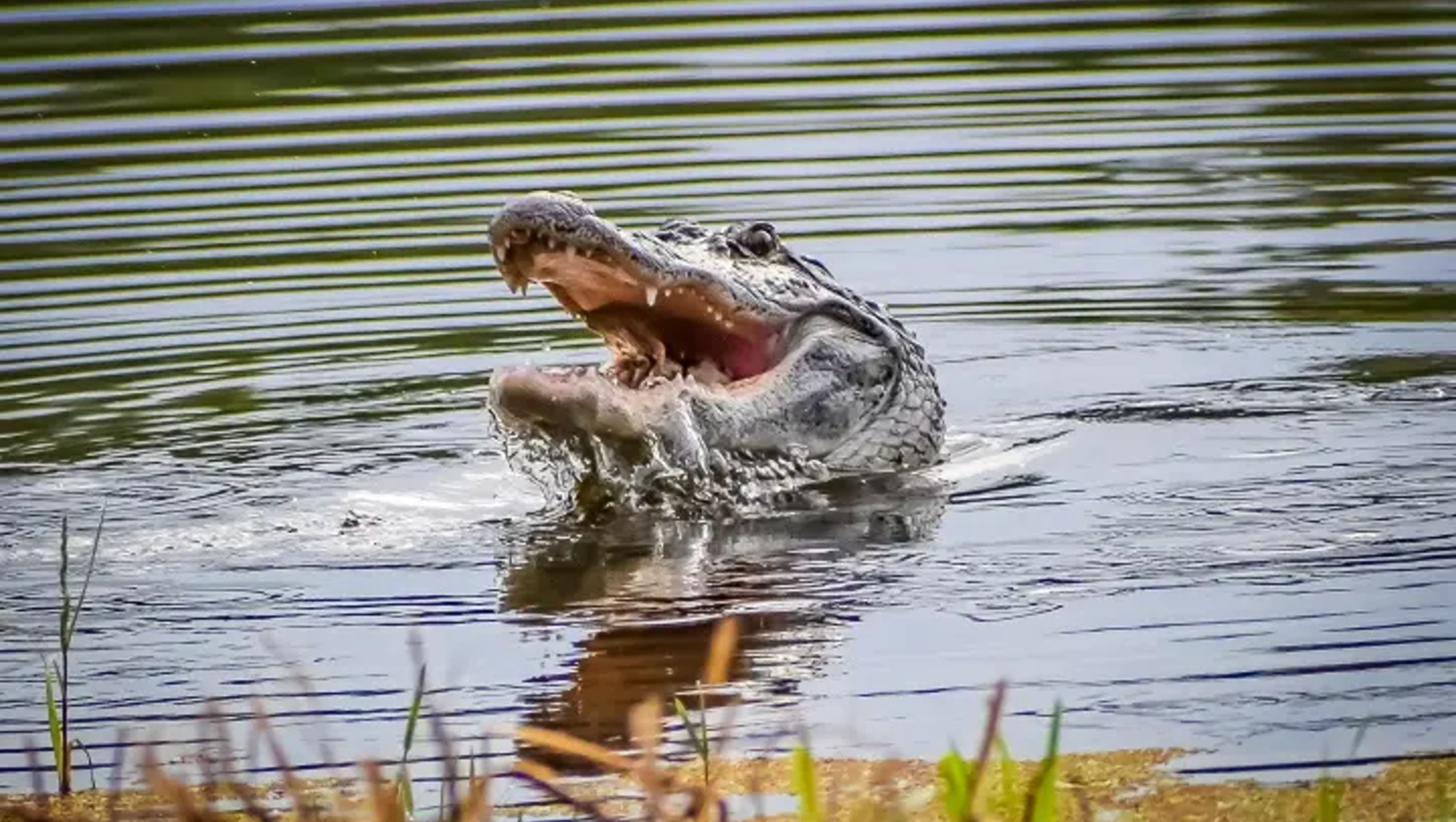 El nene estaba muerto en la boca de un cocodrilo (Imagen ilustrativa).