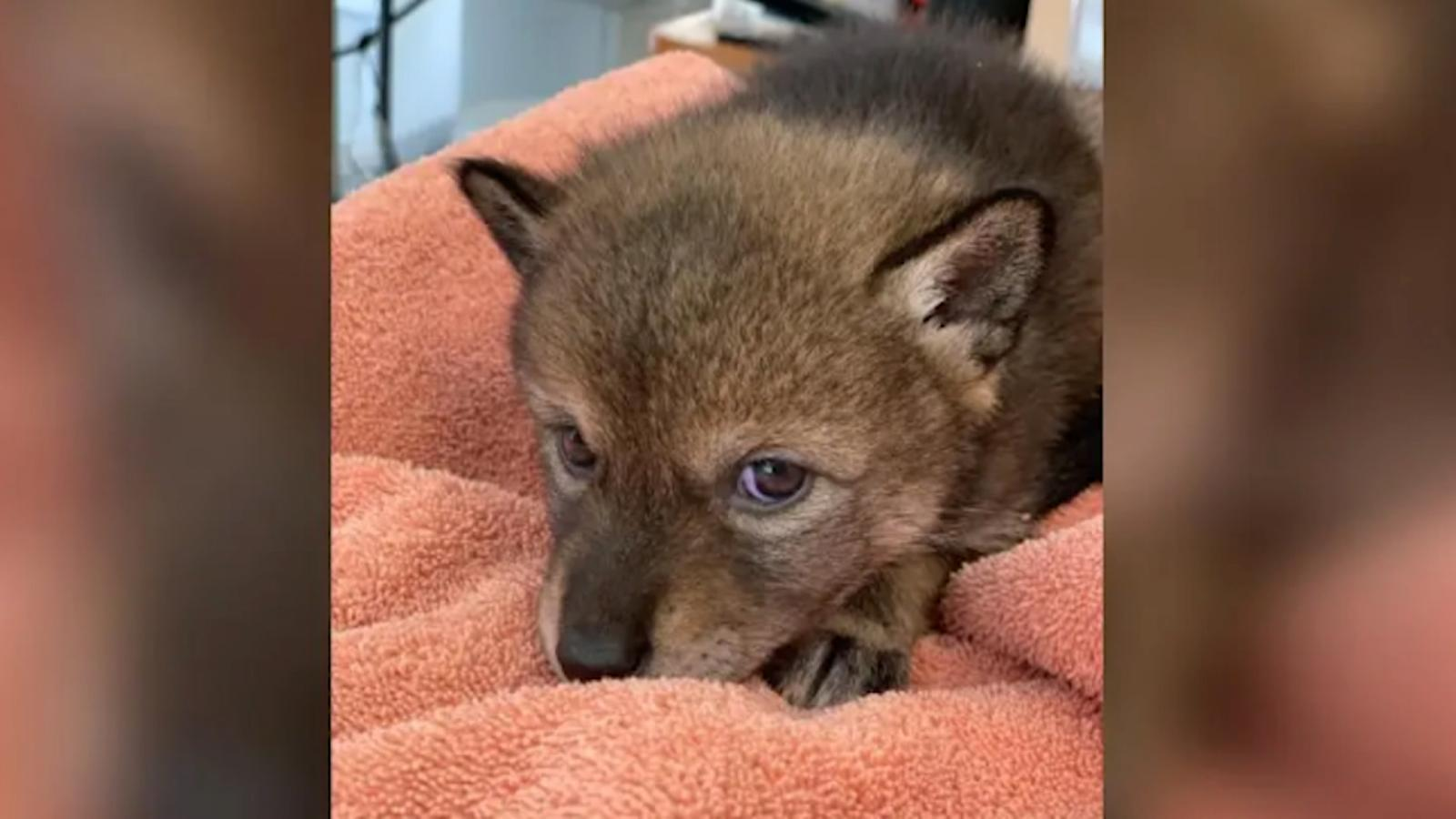 El coyote cachorro que fue confundido con un perro.