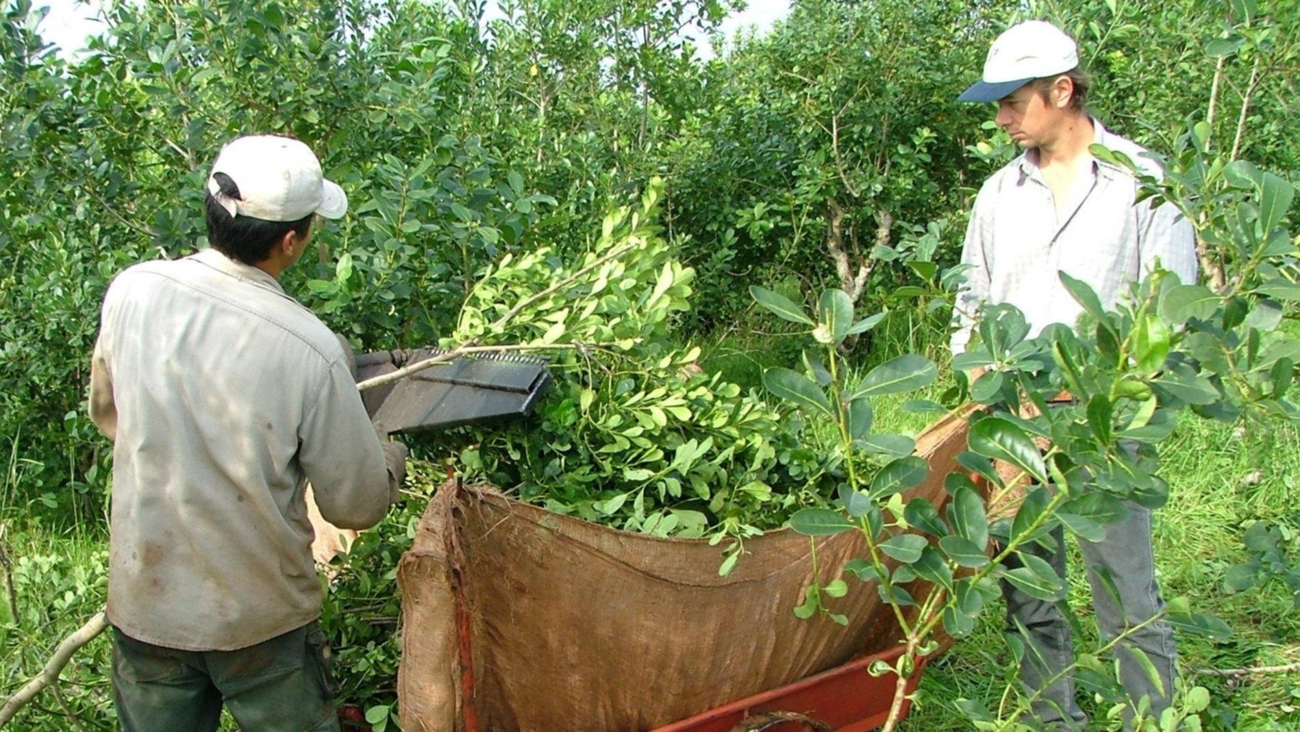 El kilo de yerba es vendido al público entre $3.000 y $4.000 y las grandes cadenas podrían llevarlo a los $6.000 en los próximos días