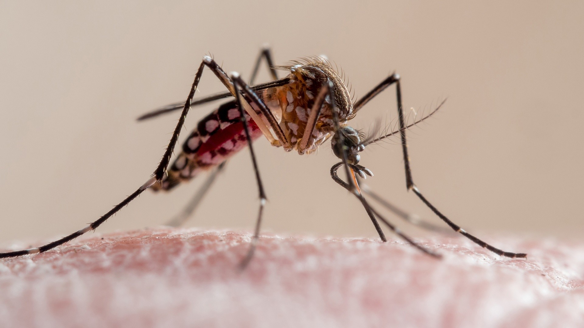 El dengue es una enfermedad infecciosa transmitida por el mosquito Aedes aegypti, que requiere medidas de prevención para evitar su propagación (Archivo).