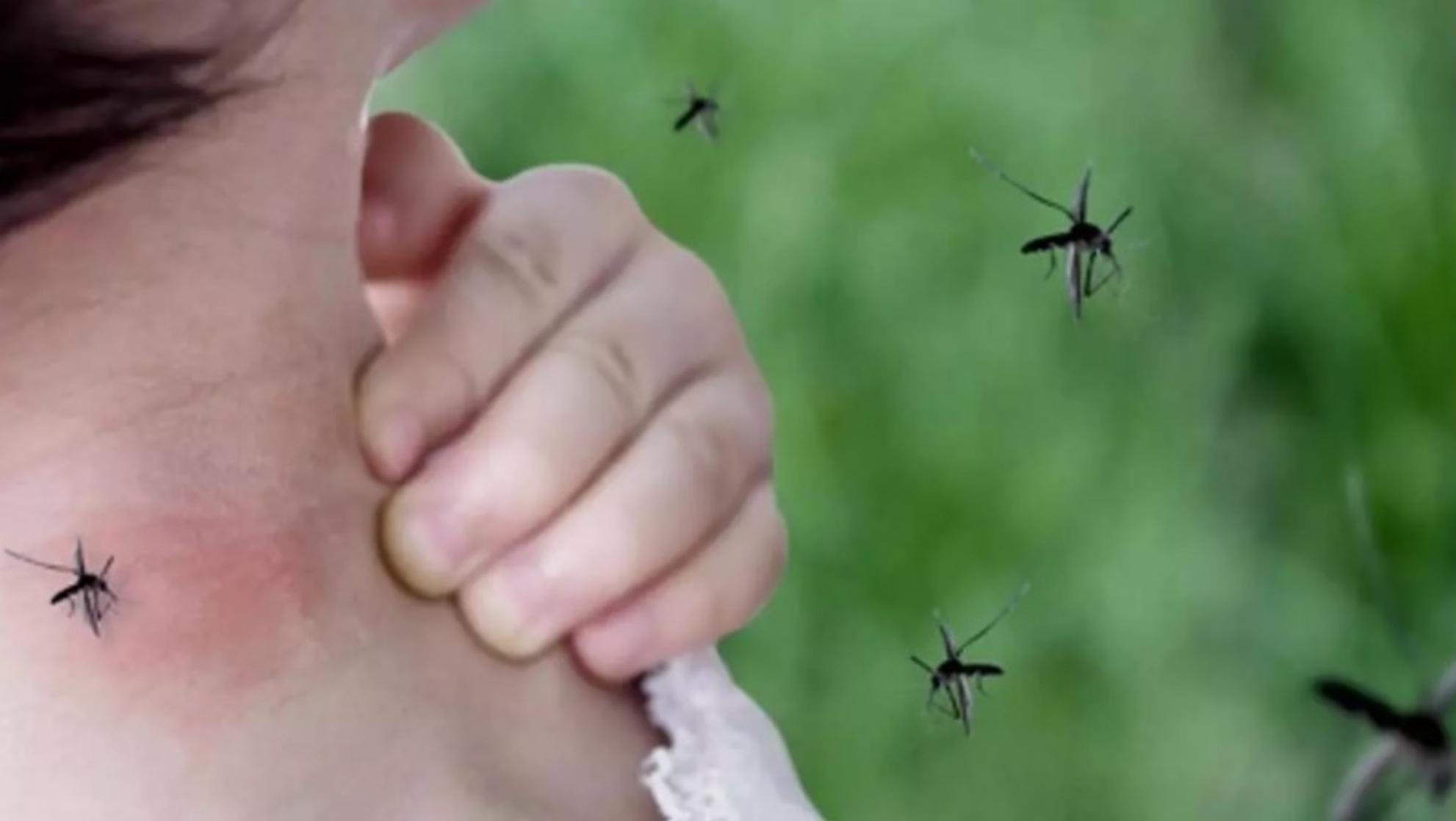 Los síntomas del dengue suelen manifestarse de 4 a 10 días después de la picadura de un mosquito infectado (Télam/Archivo).