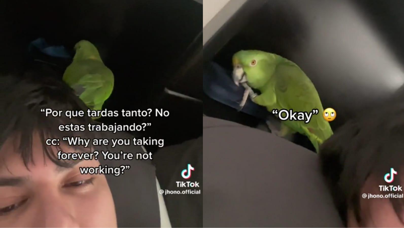 La actitud y los comentarios del loro hicieron estallar de risa a los usuarios de TikTok.