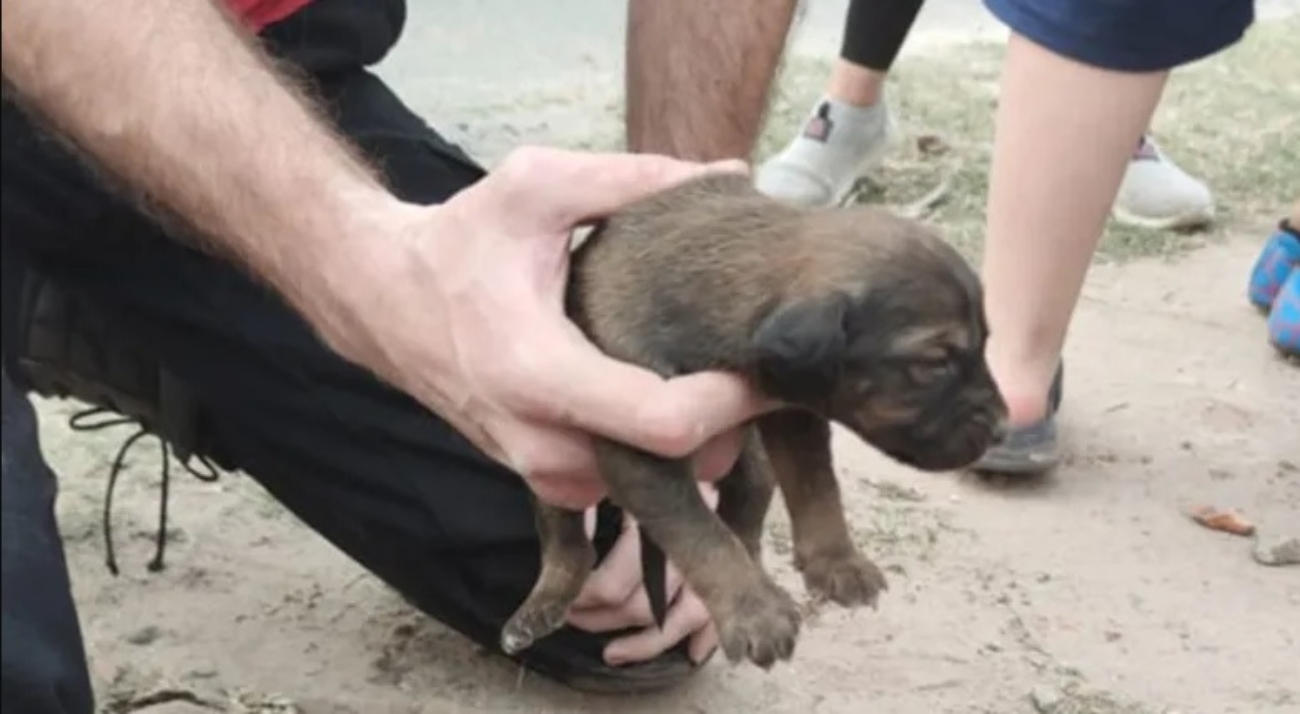 Al llegar al lugar, los rescatistas pudieron comprobar el estado de los cachorros e iniciaron un operativo para sacarlos.