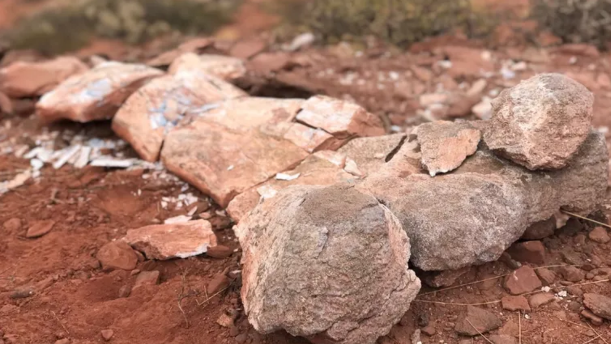 El enorme fémur encontrado en la provincia de Neuquén (Gentileza LMNeuquén).