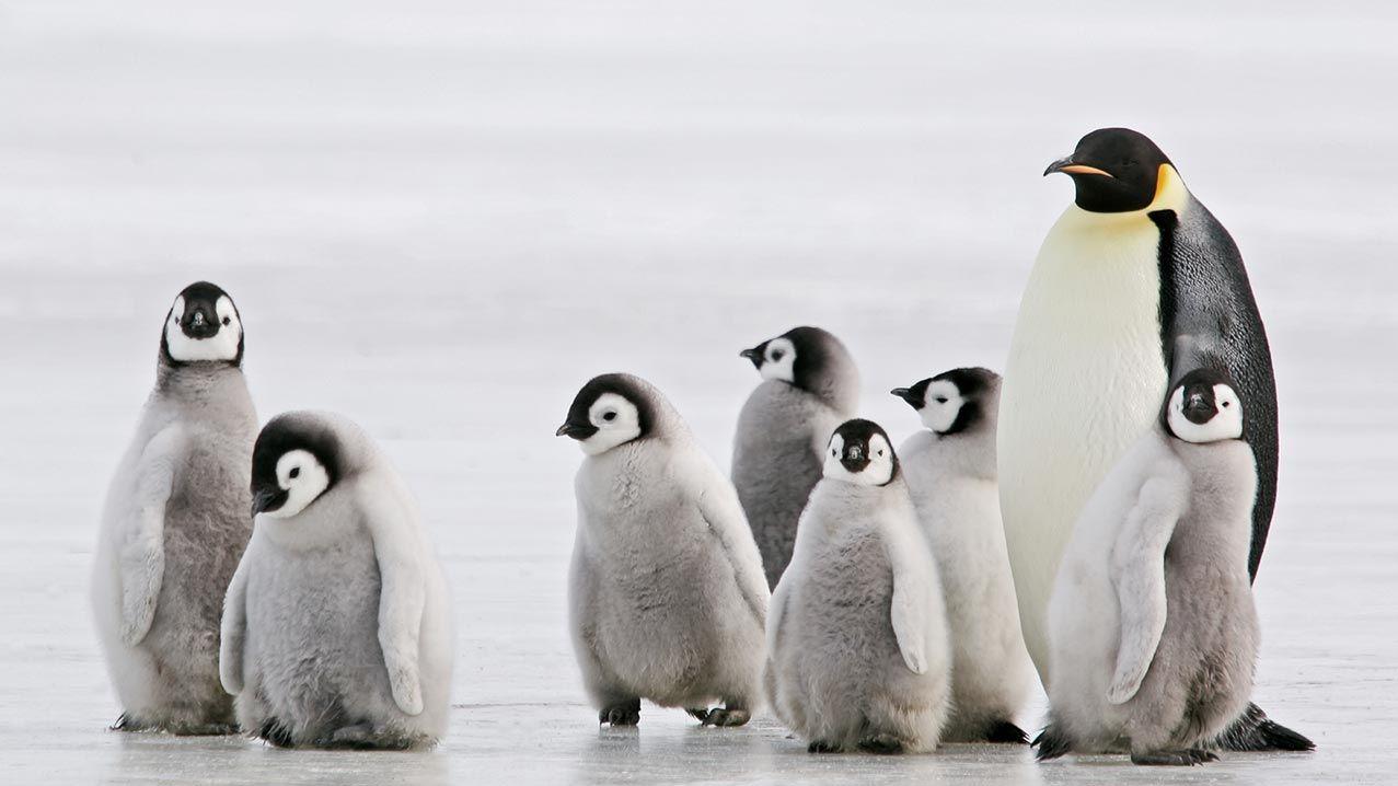 Los pingüinos habitan en su mayoría en los climas fríos (Imagen ilustrativa).