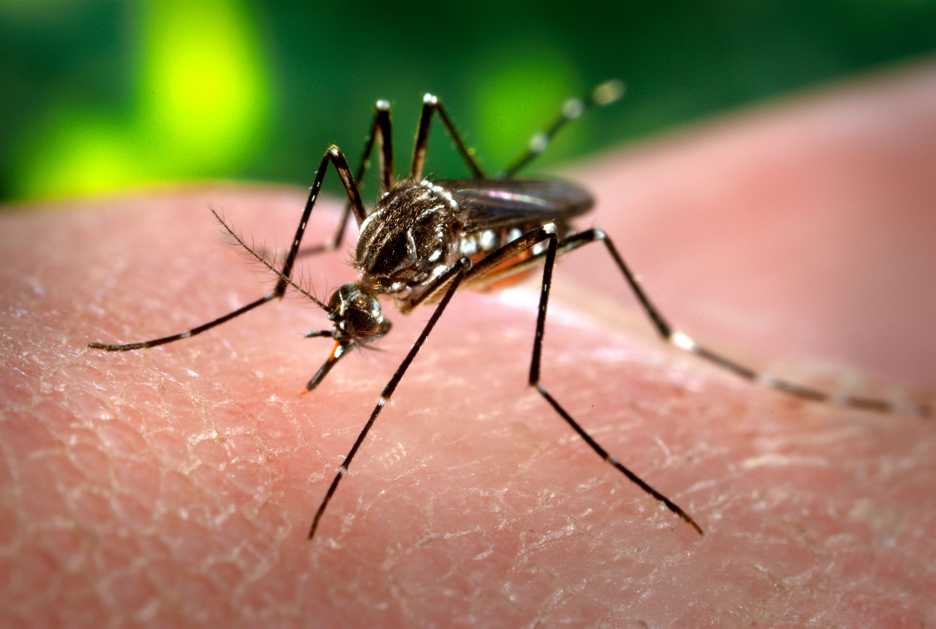 Hasta el 8 de abril (fecha de cierre del último boletín epidemiológico del Ministerio de Salud) se habían notificado 27 personas fallecidas con dengue, pero según los reportes provinciales esa cifra actualmente es más alta.