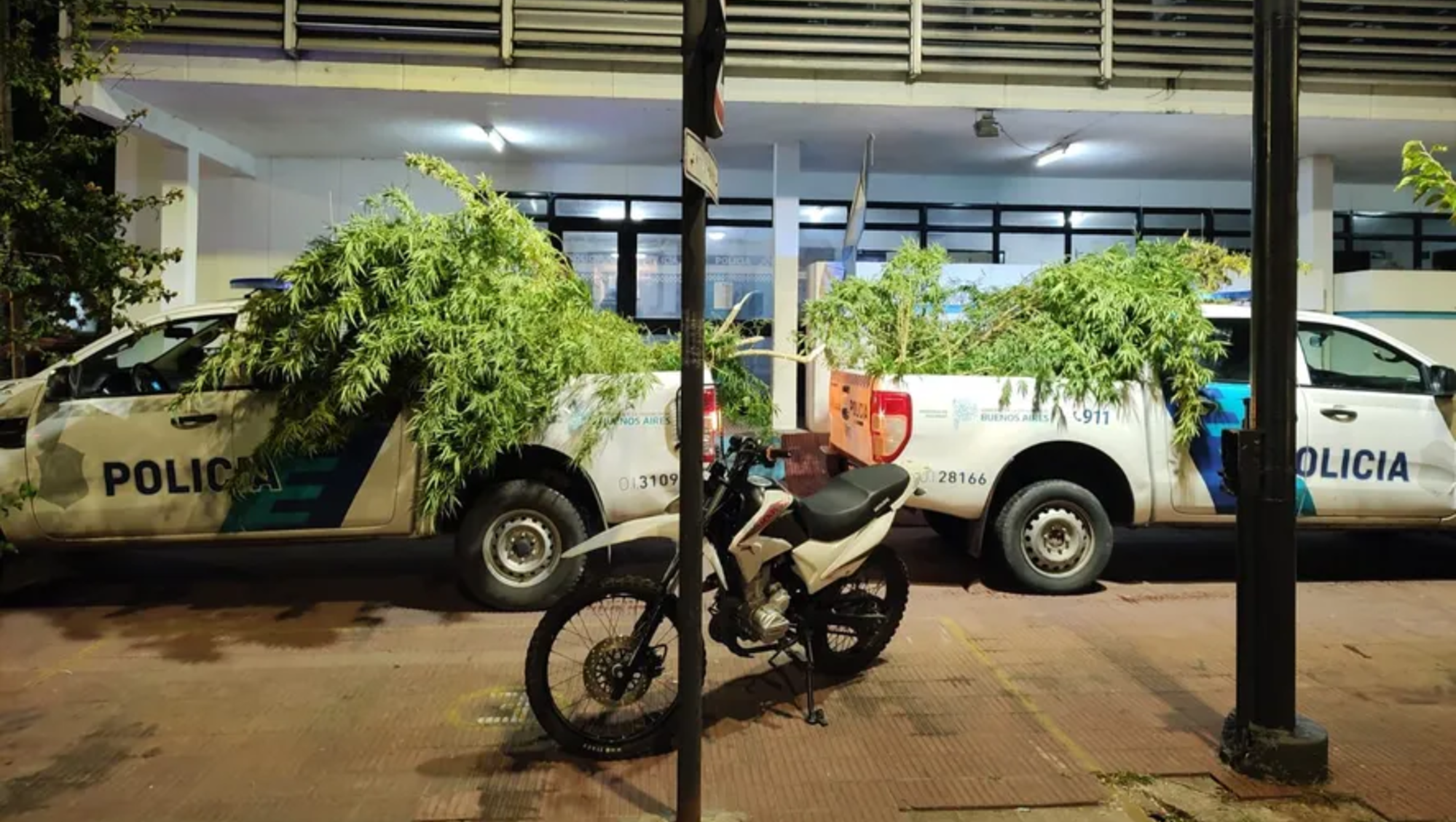 Las platas de marihuana secuestradas por la policía.