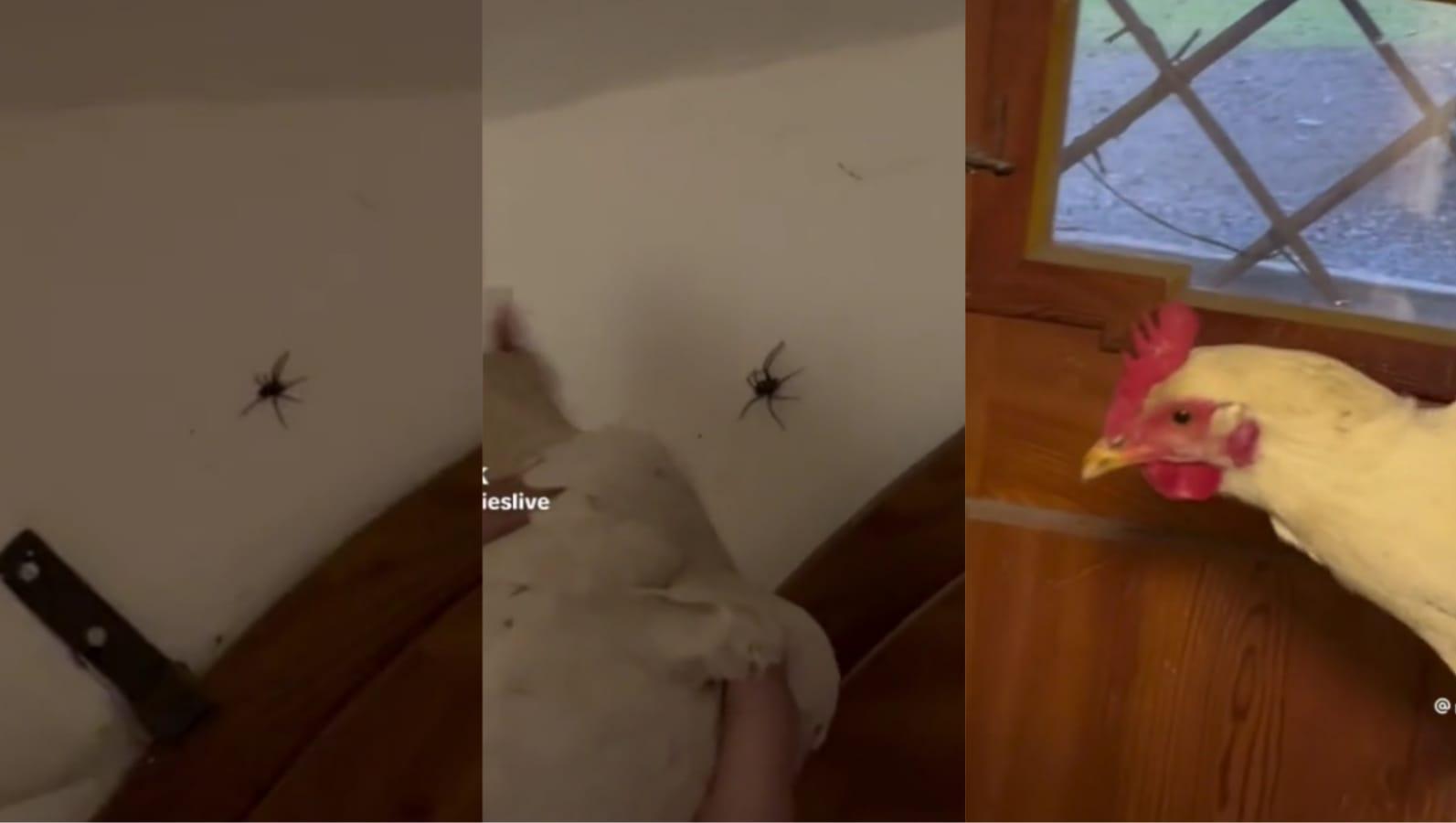 Usaron a una gallina para matar a una araña y su método se viralizó en TikTok.