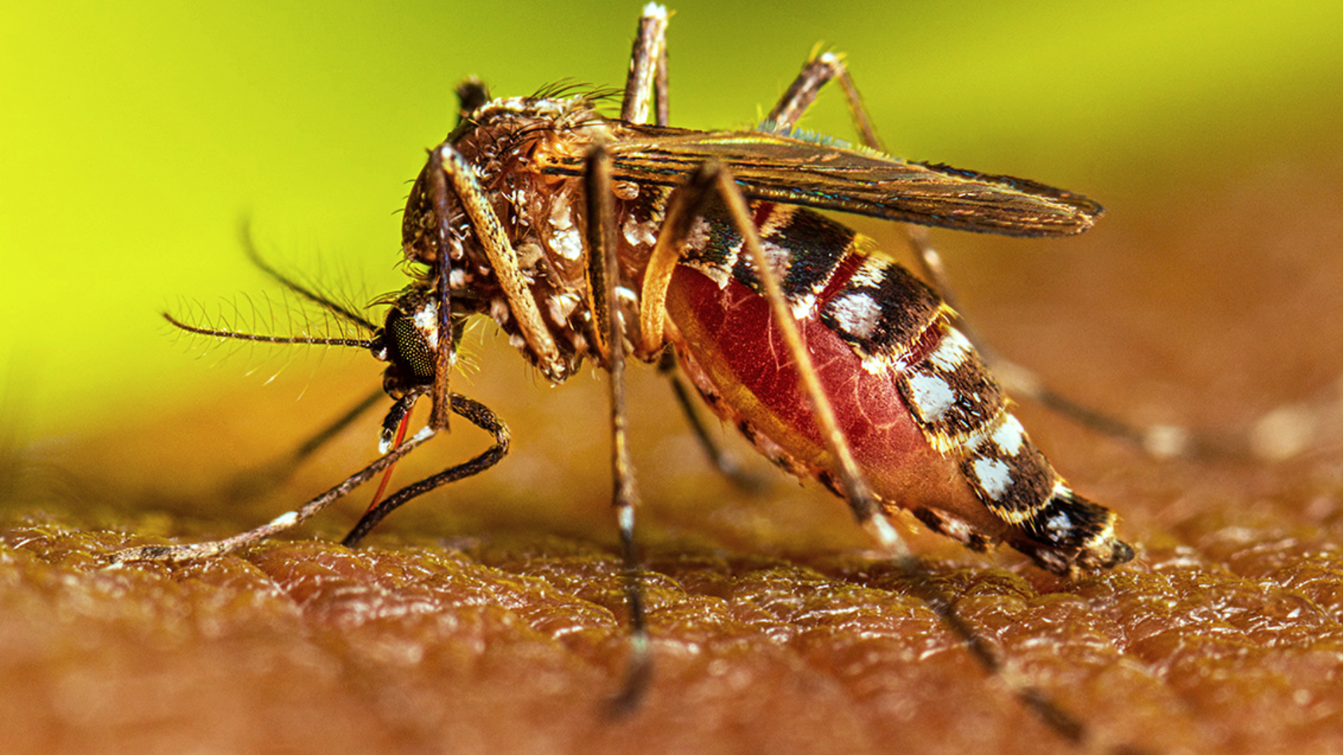 Aedes aegypti, el mosquito conocido por trasmitir el virus del dengue.