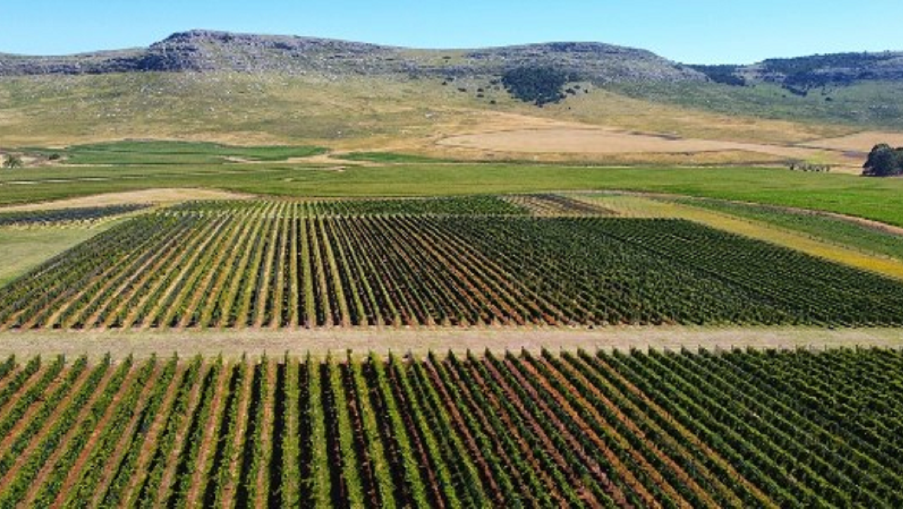 PreViaje: Balcace, la localidad bonaerense que se destaca por sus nuevos viñedos.  